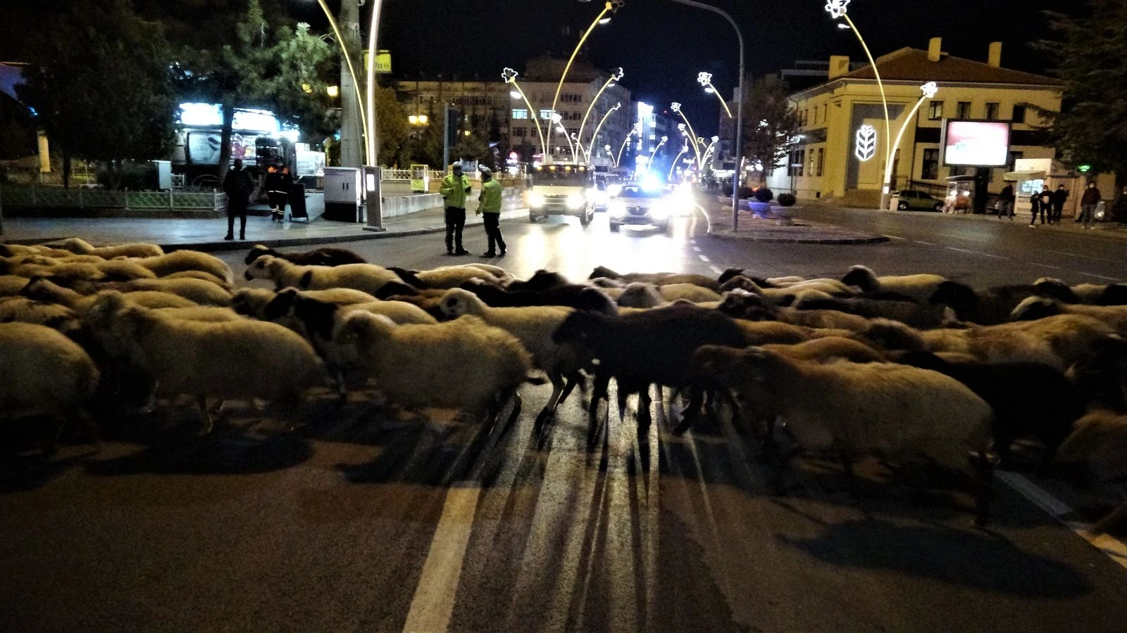 Trafik durdu, koyun sürüsü geçti