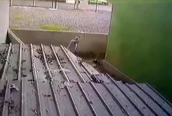 İstanbul'da köpeğe işkence: Art arda sopayla vurdu