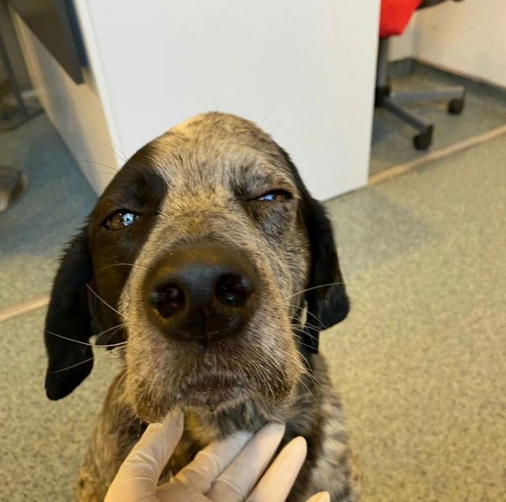 İstanbul'da köpeğe işkence: Art arda sopayla vurdu