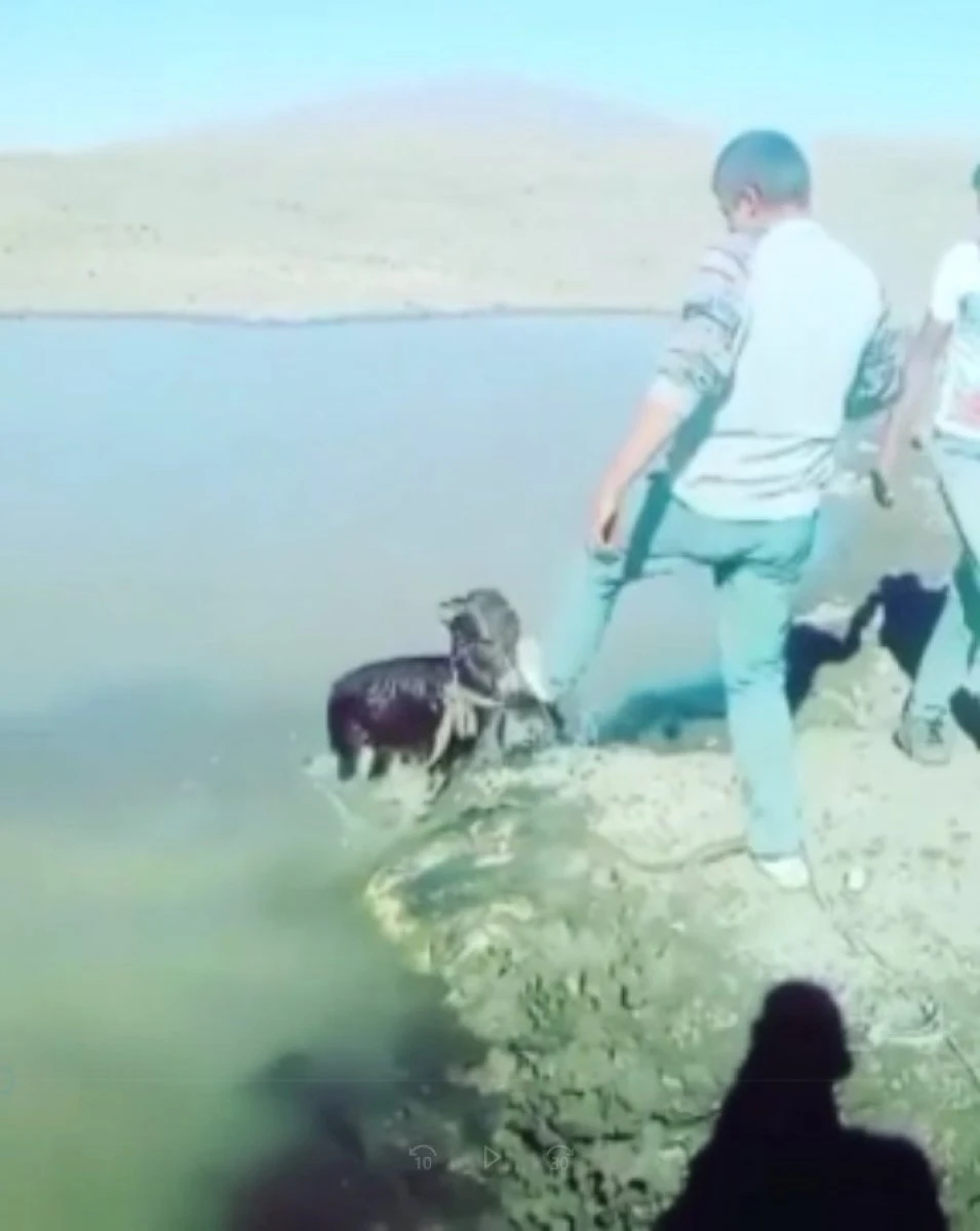 Kars'ta insanlık dışı görüntü!