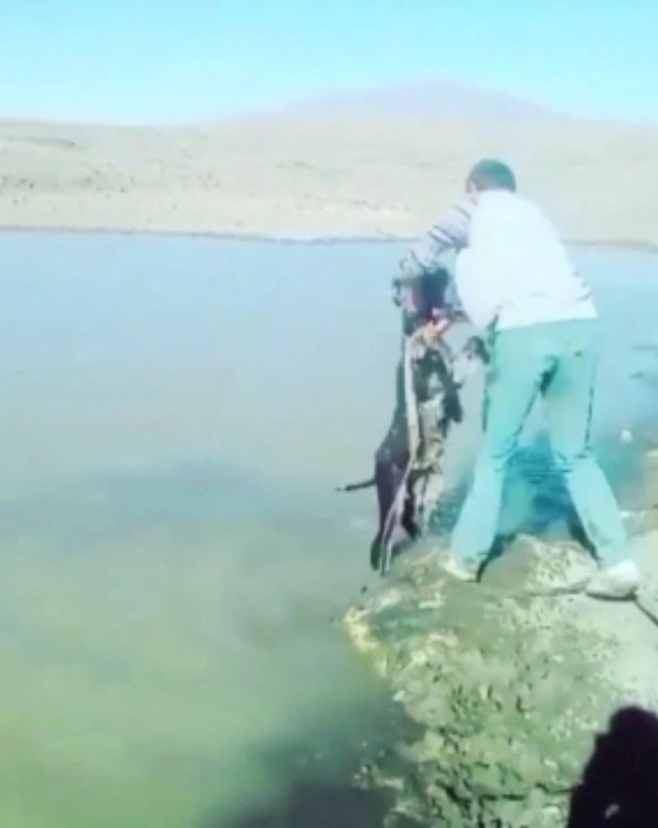 Kars'ta insanlık dışı görüntü!