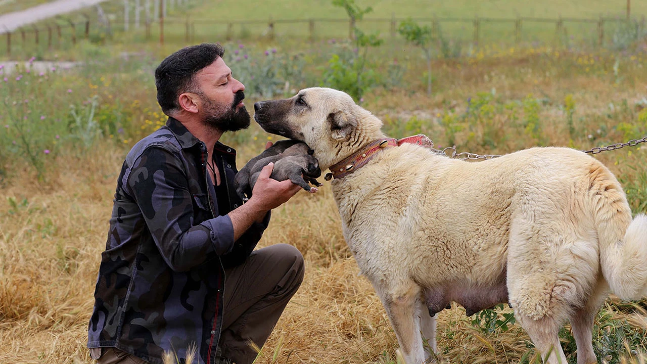 Yerli ırk yetiştiricileri: Pitbull engellensin