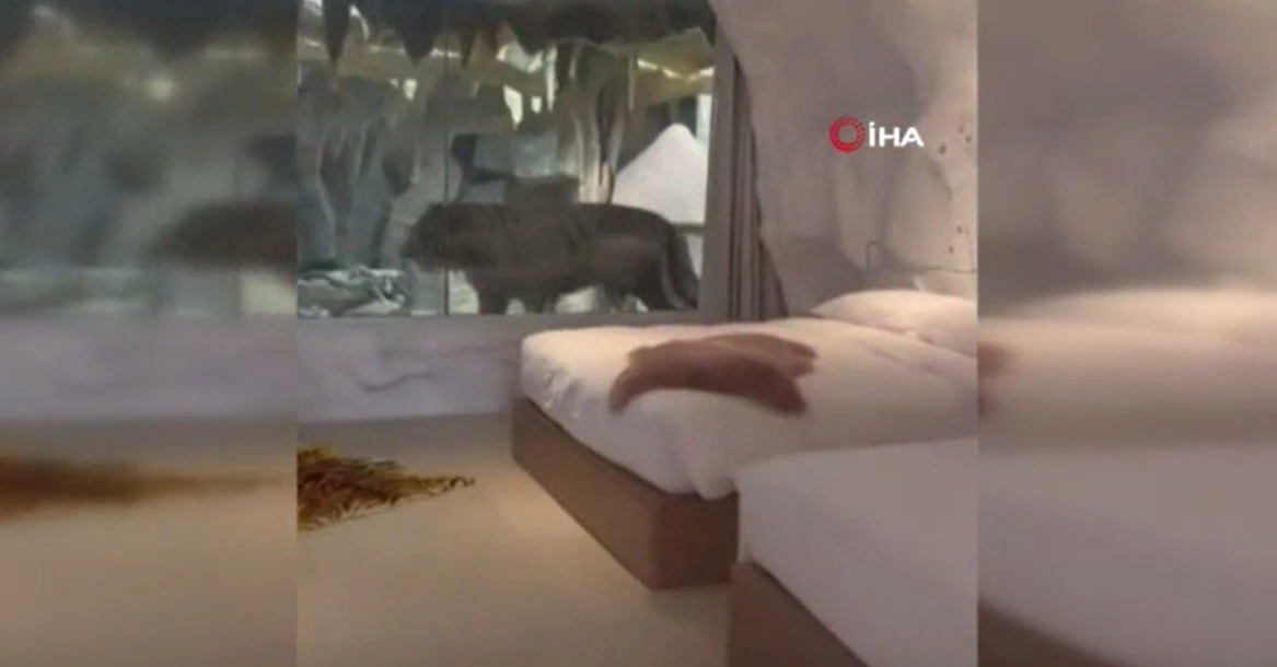 Kaplanlı otel tartışmalara neden oldu! Yatakla kaplan arasında santimler var