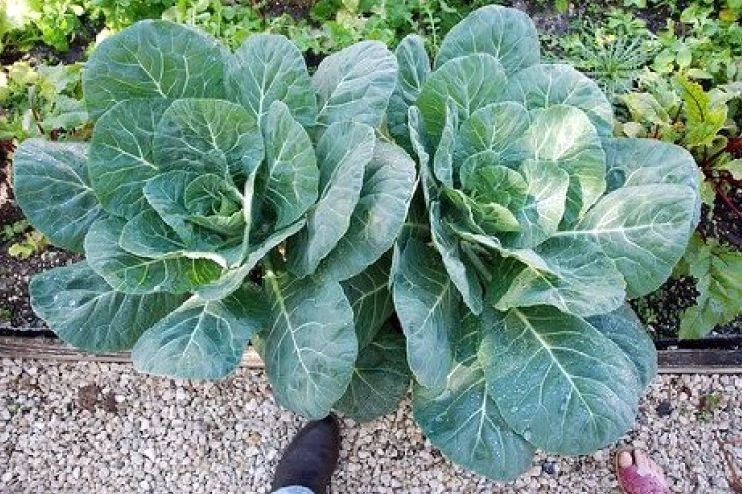 Kara lahana faydaları ve zararları nelerdir, kara lahana tüketenler