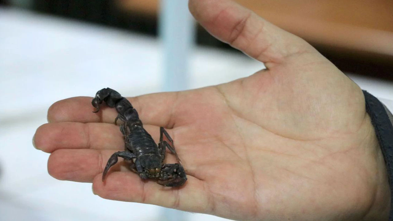 Bilimsel olarak kanıtlandı: Sadece Türkiye'de var