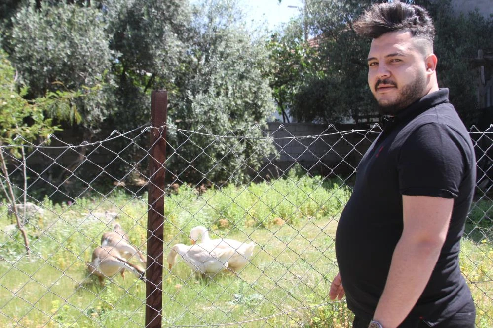 Beslediği kazların saldırısına uğrayınca hepsini satışa çıkardı