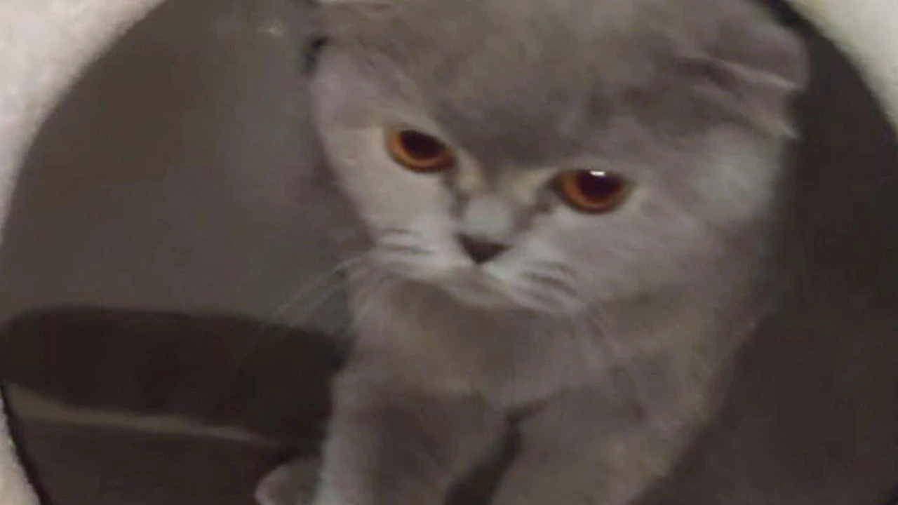 Pes dedirten hırsızlık: Evi soyup kediyi çaldılar