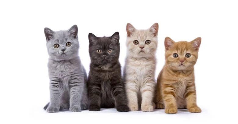 Kedi Tür ve Irkları Kedi Irklarının Karakteristik Özellikleri