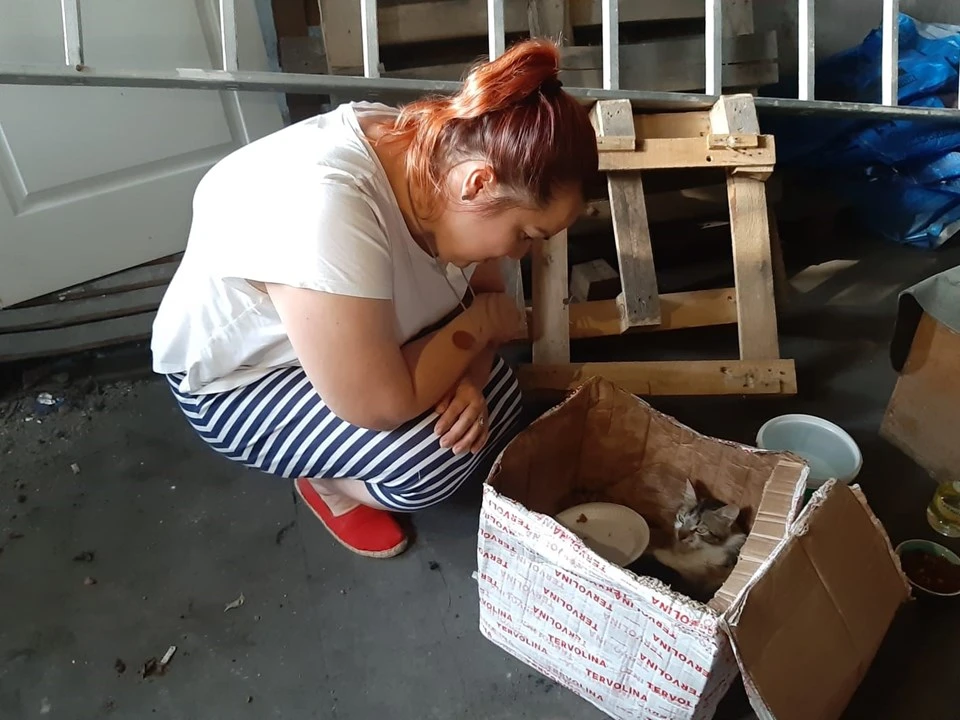 Kedi ve yavruları, ağzı telle bağlı kolide ölüme terk edildi