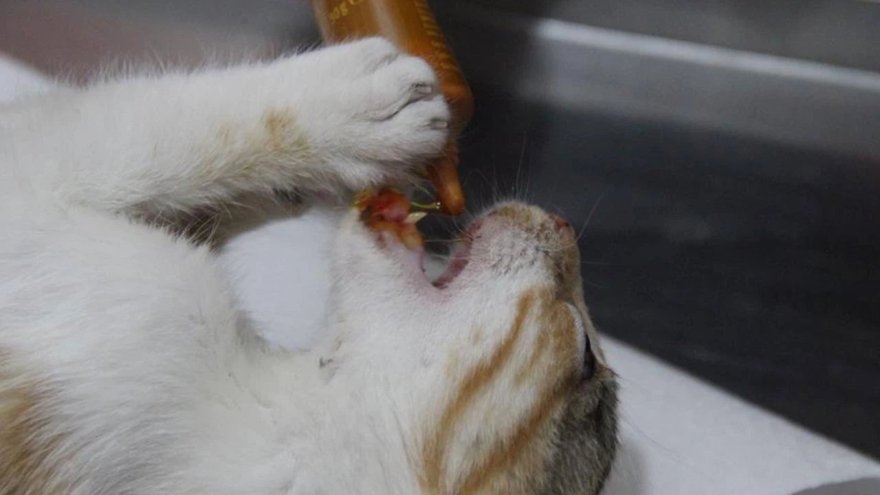 Kedi sahipleri dikkat! Bu da kedilerin koronavirüsü