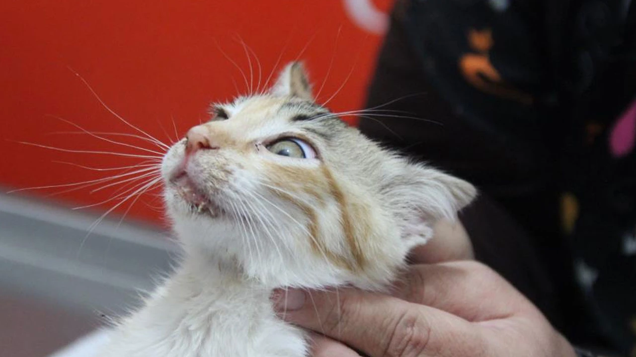 Kedi sahipleri dikkat! Bu da kedilerin koronavirüsü