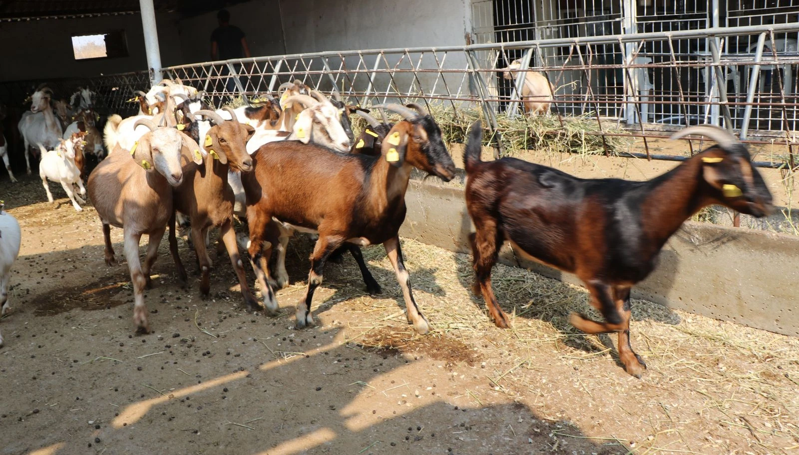 Bu keçinin eti kolesterole ve diyabete iyi geliyor