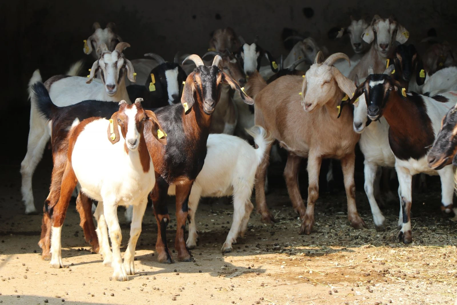 Bu keçinin eti kolesterole ve diyabete iyi geliyor