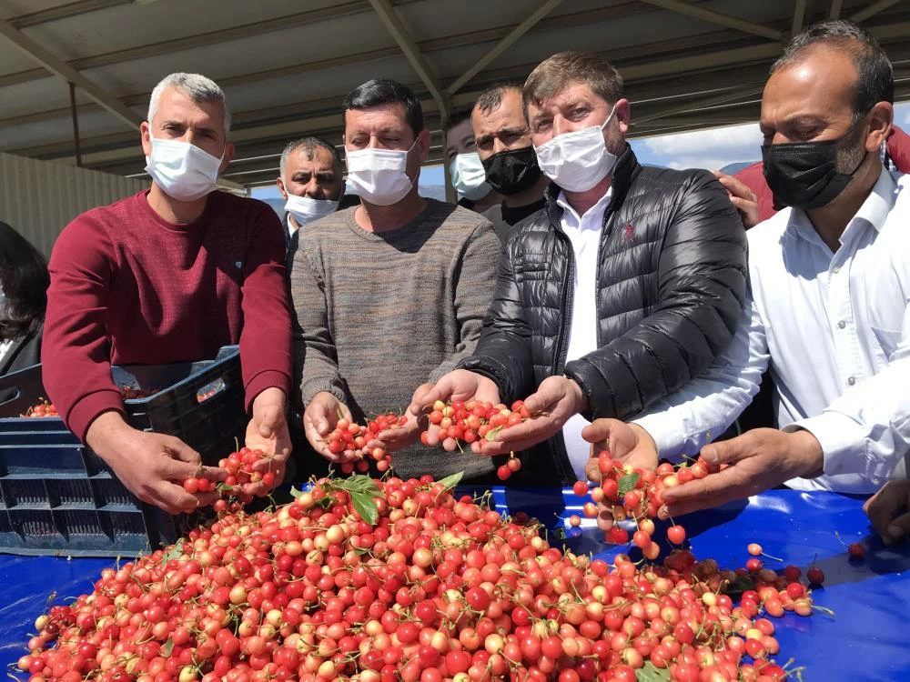 Sezonun ilk kirazı açık artırmayla 500 TL’den satıldı