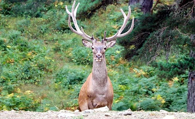 Korkulan oldu! Geyiklerin yüzde 80’ı Korona çıktı