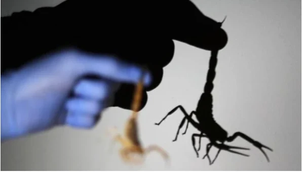 Mısır'da akrep istilası 3 kişi öldü yüzlerce kişi yaralı