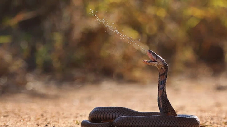 Tuvaleti kontrol etmemesi hayatından etti! Tüküren kobra öldürdü