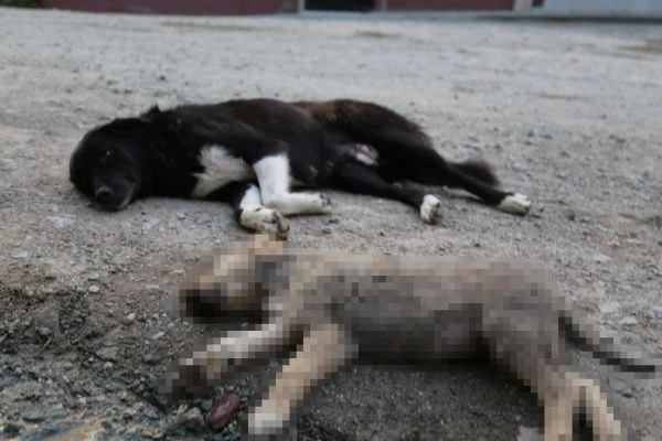 Anne köpek, ölen yavrusunun başından saatlerce ayılmadı