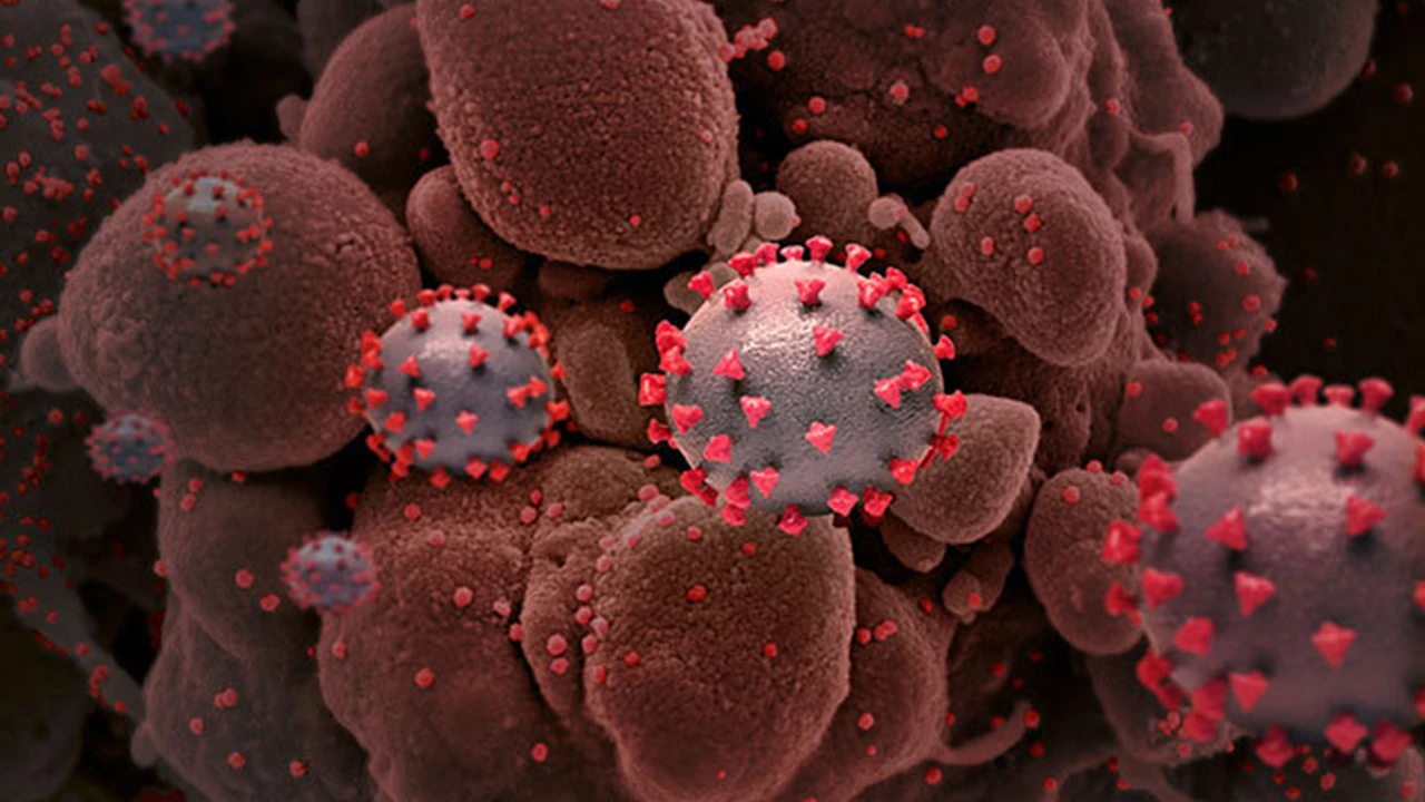 COVID-19'un kaynağı: Bilim insanlarının laboratuvar sızıntısı konuşmaları ortaya çıktı