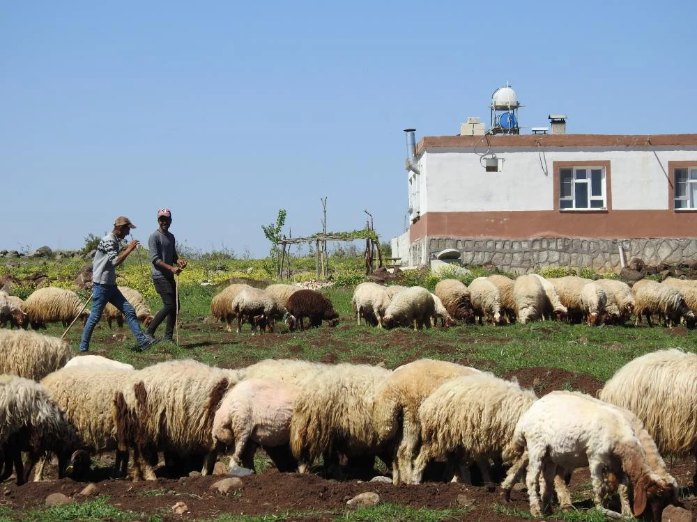 Bitcoin'e yatırım yapanlara bir koyun çağrısı