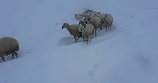 Koyunların zorlu kar yolculuğu
