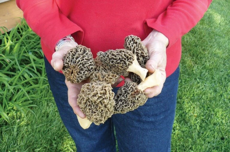 Kuzugöbeği Mantarı Faydaları Nelerdir? Kuzugöbeği Mantarı Nasıl Yetiştirilir?