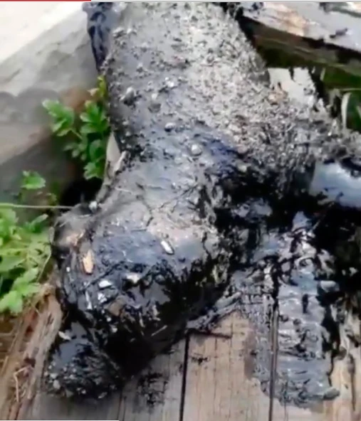 Sokak köpeği katrana bulanan yavruları için böyle yardım istedi