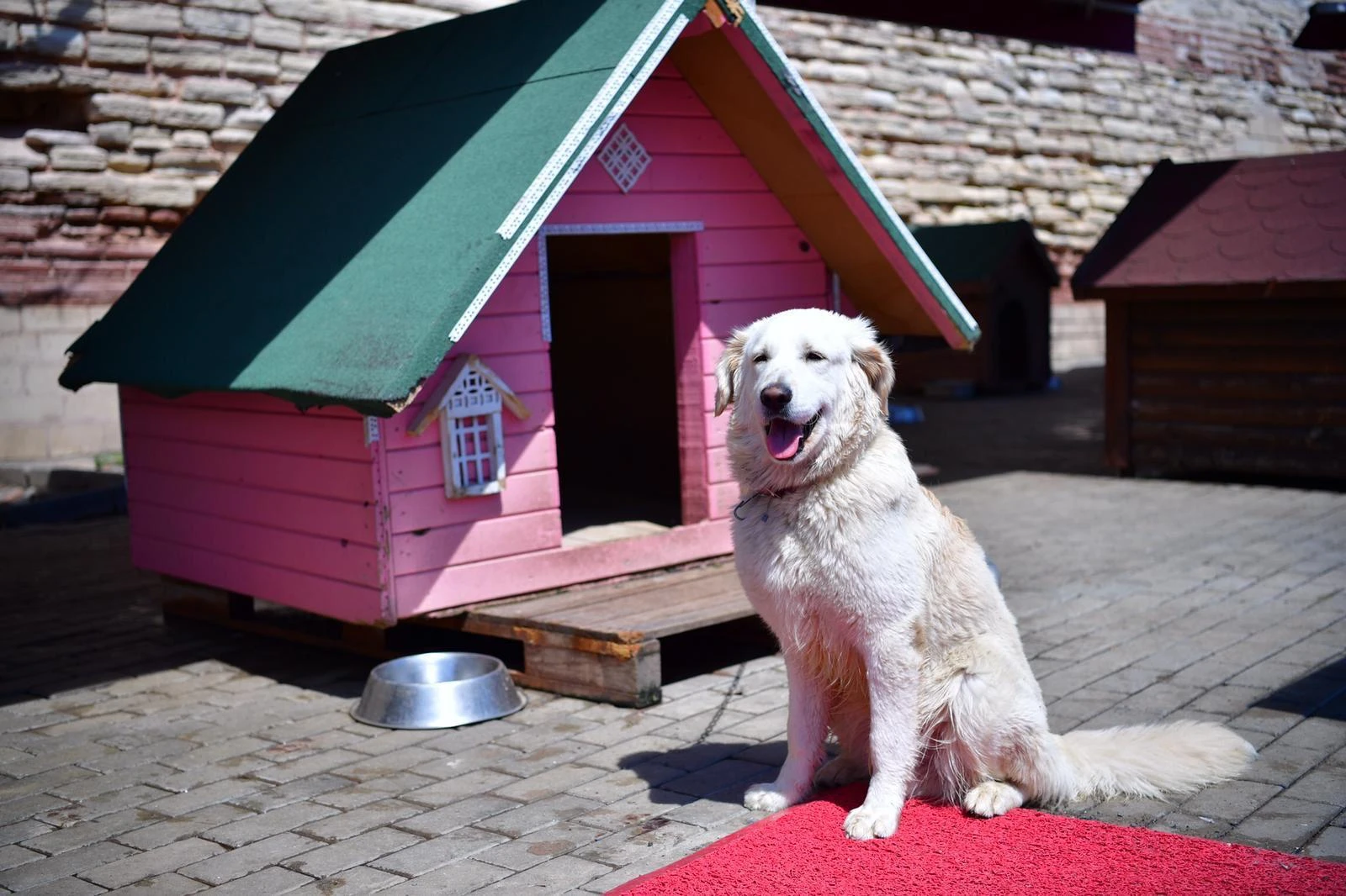 Sokak Hayvanları Tedavi Merkezi Hizmete Açılıyor