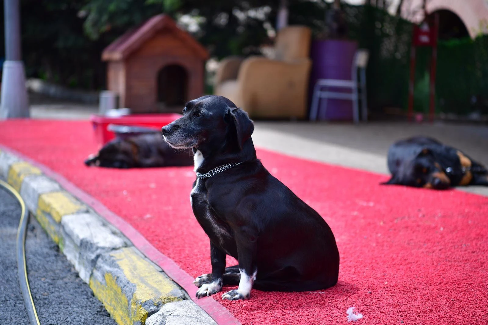 Sokak Hayvanları Tedavi Merkezi Hizmete Açılıyor