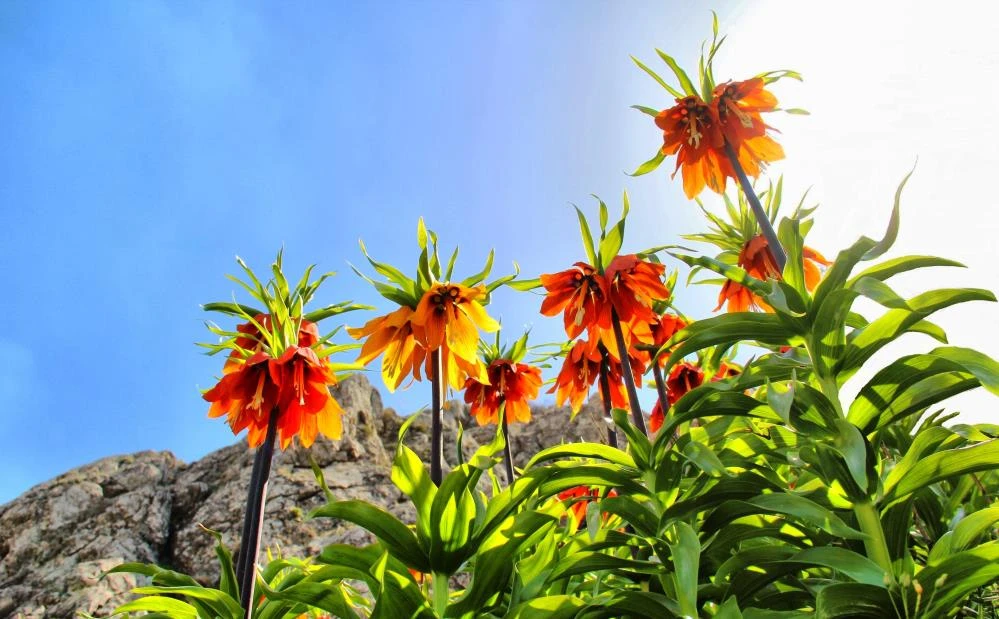 "Ağlayan Gelin"i koparana 60 bin lira ceza