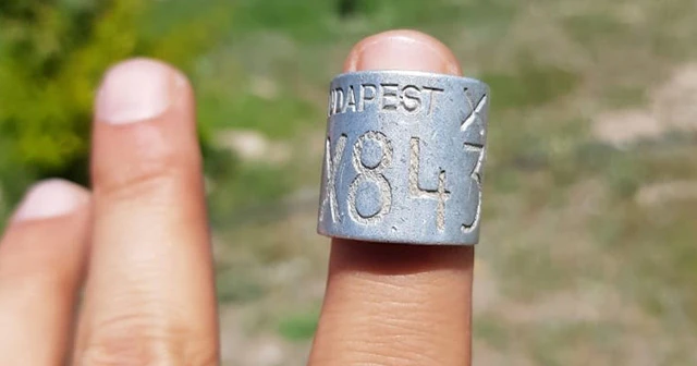 Dünyanın en ihtiyar leyleği elektrik tellerinde can verdi