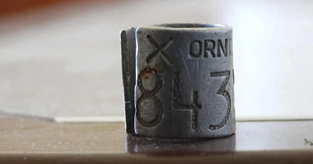 Dünyanın en ihtiyar leyleği elektrik tellerinde can verdi