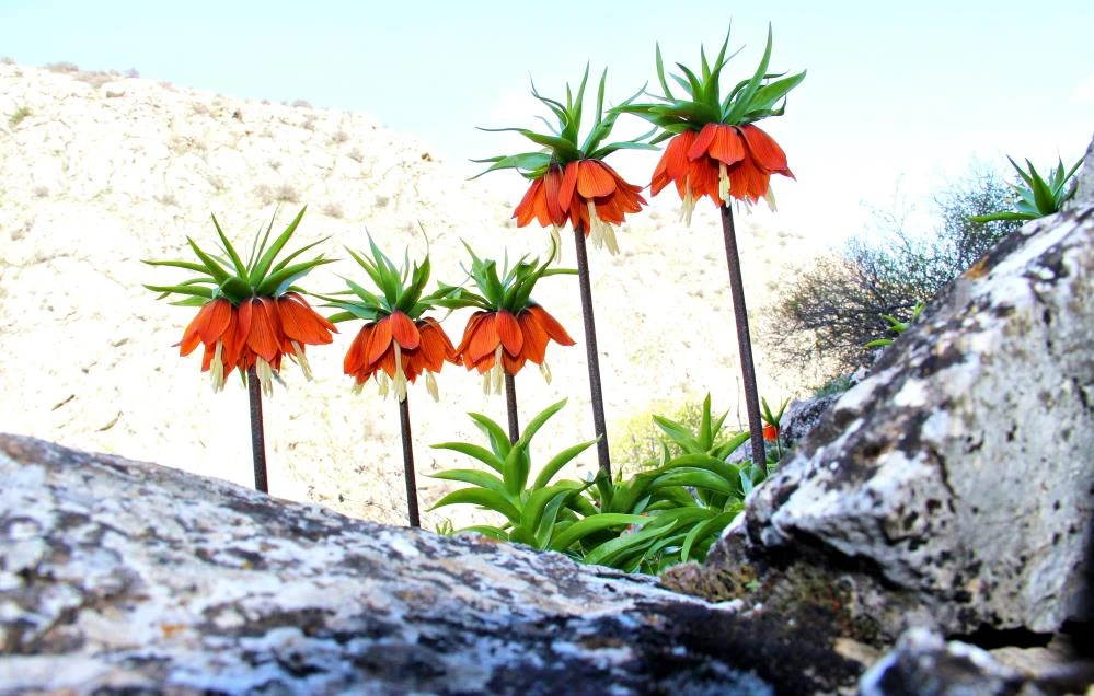 "Ağlayan Gelin"i koparana 60 bin lira ceza