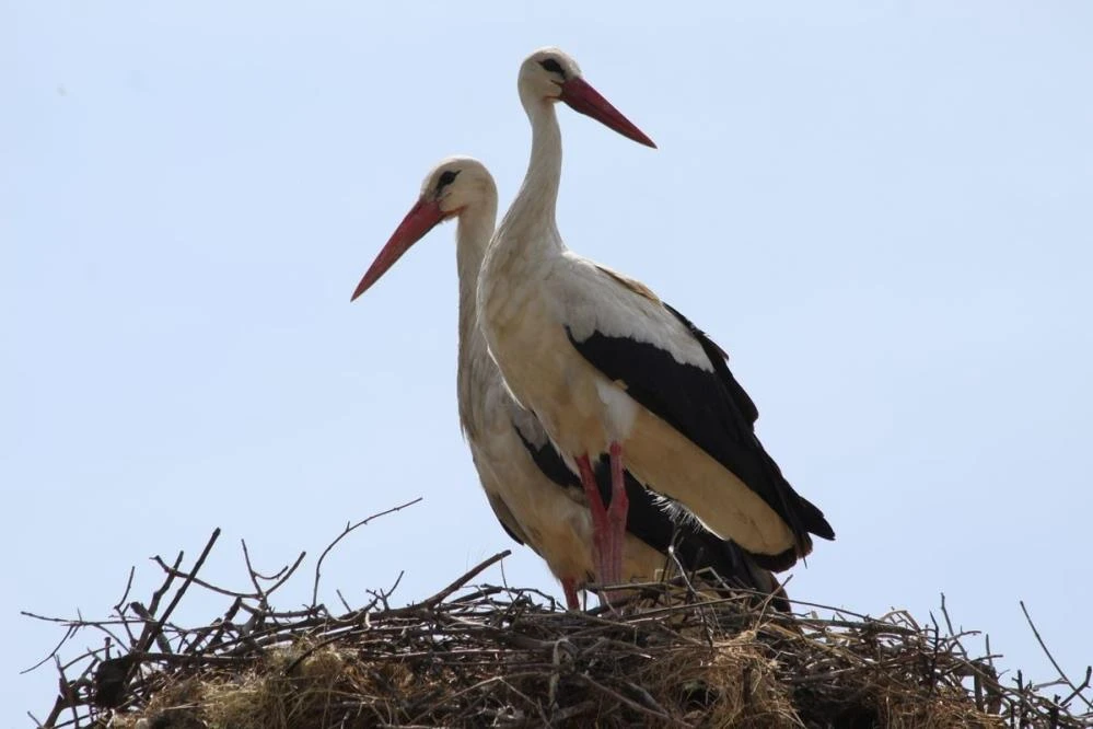 Leylek sayısında sevindiren artış