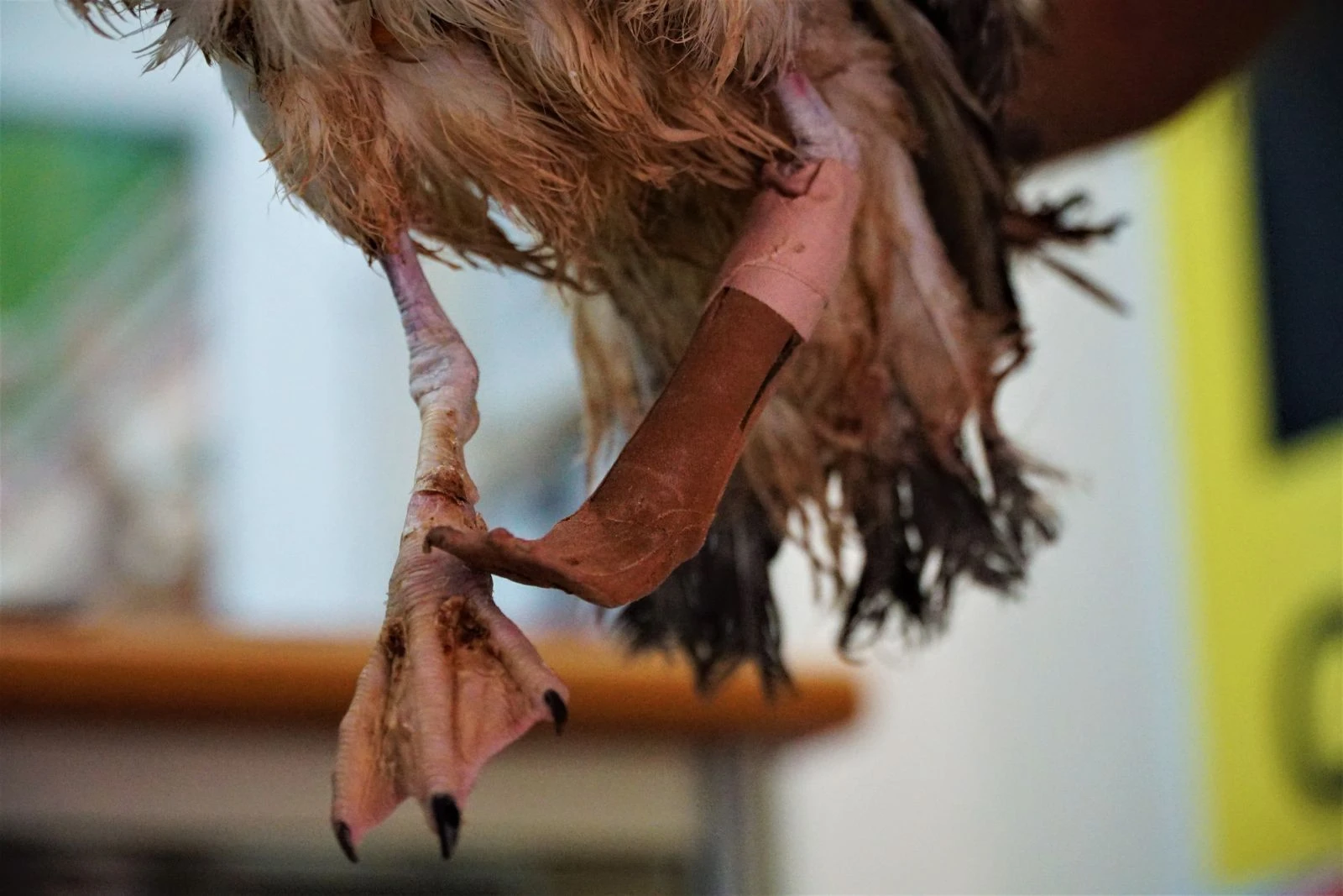 Ayağı kopan yaralı martıya 'protez'