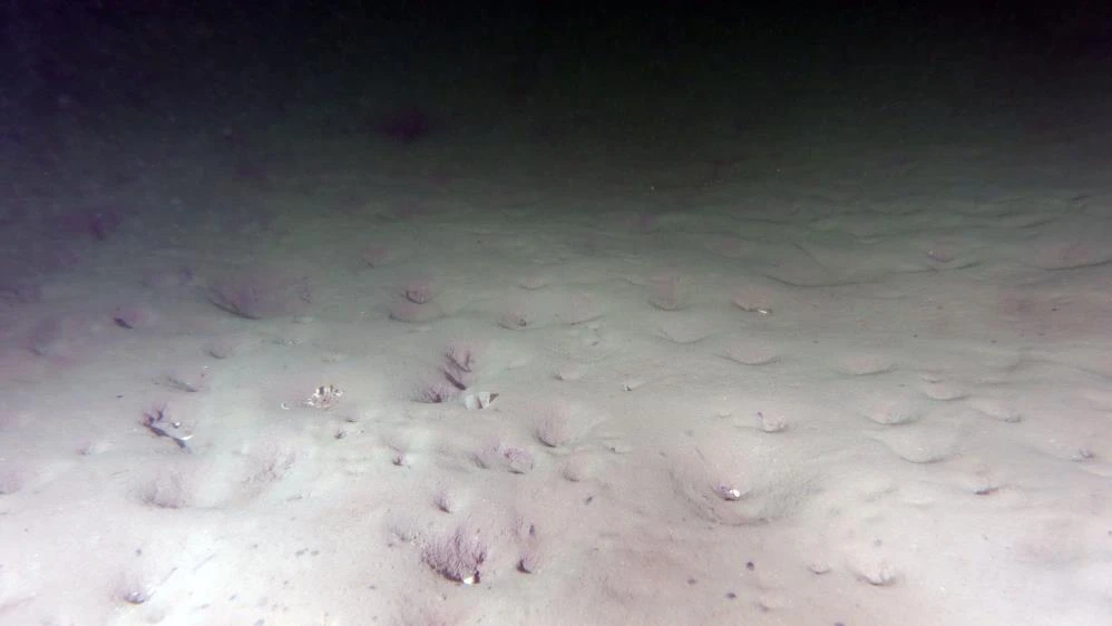 Profesörden müsilaj uyarısı: Gidişat iyi değil, tehlike dönüyor