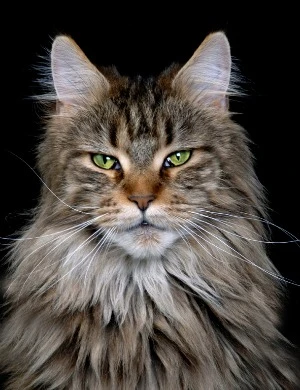 Tüm zamanların en iyi kedi resimleri