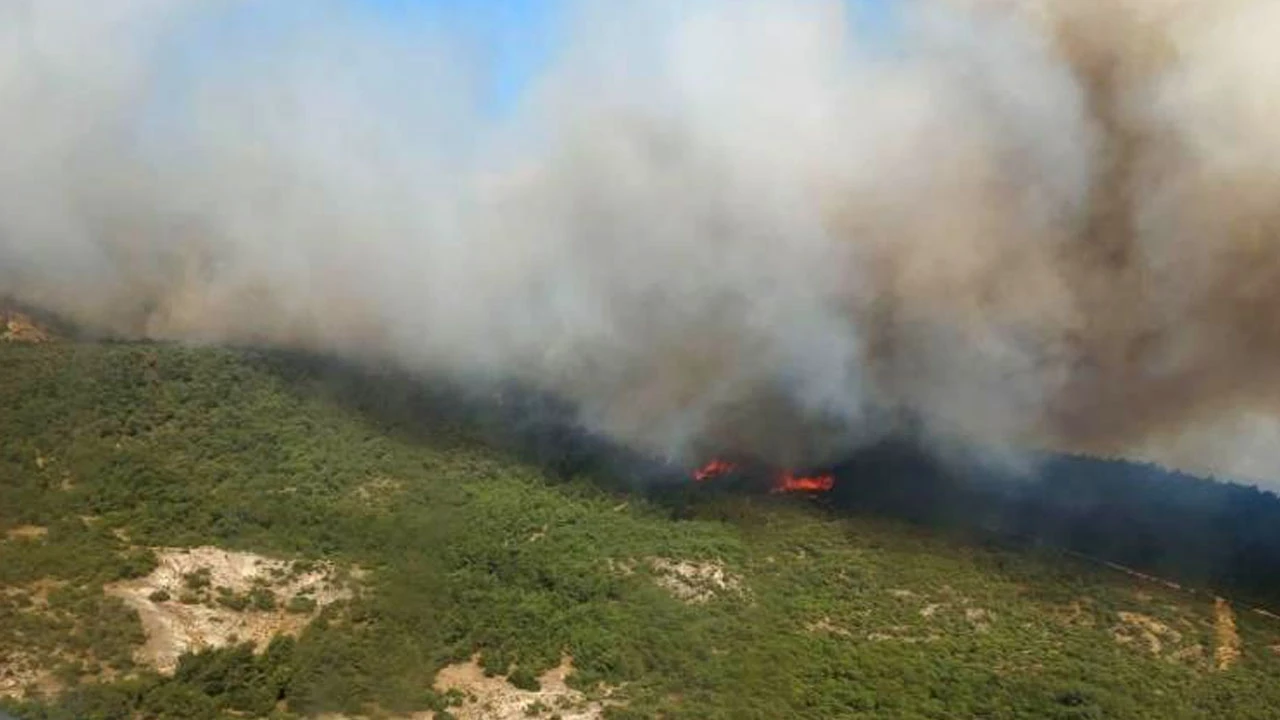 İzmir Foça'da orman yangını