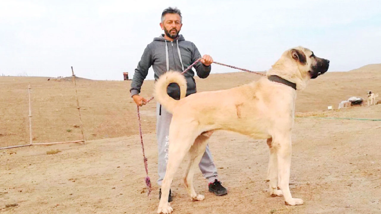Yerli ırk yetiştiricileri: Pitbull engellensin