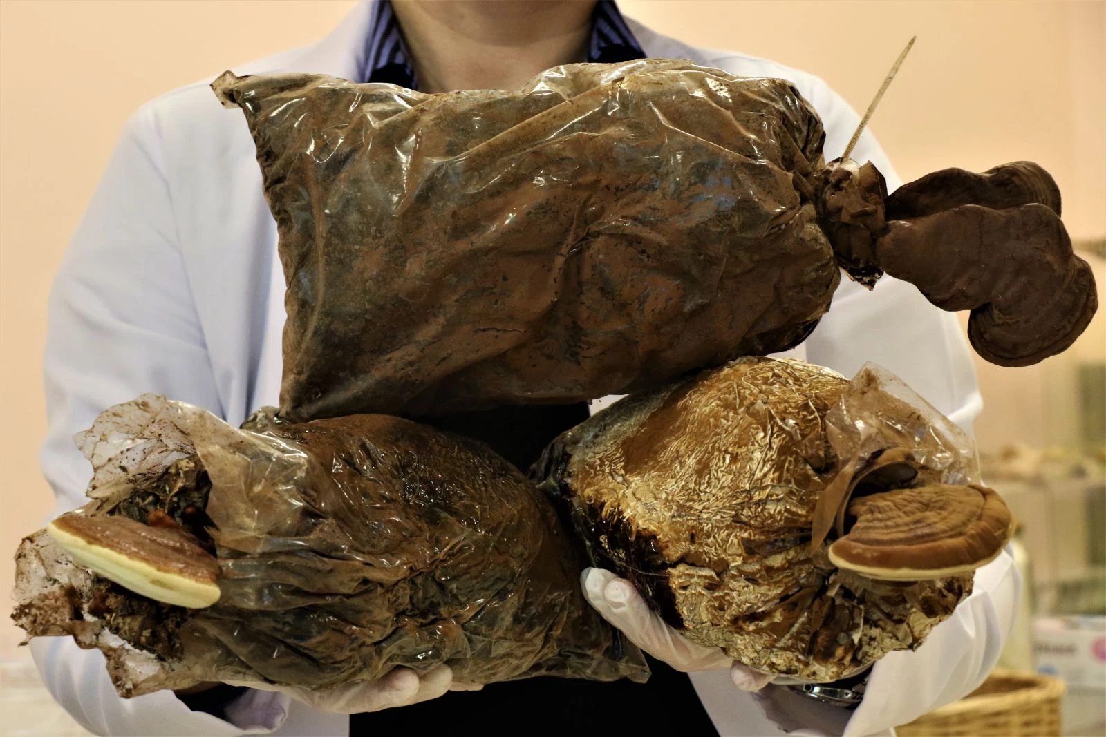 Bu mantar altından pahalı