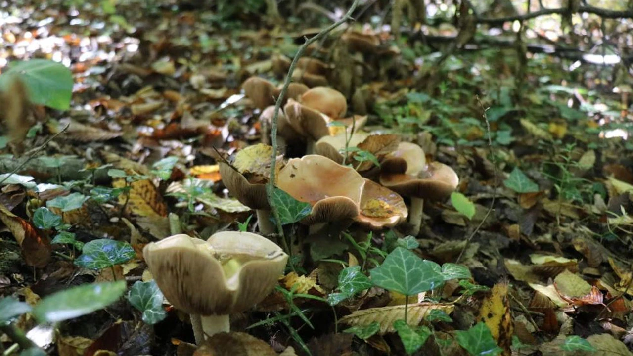 Profesörden vatandaşlara hayati uyarı: Zehirli mantarı ayırt edemezsiniz