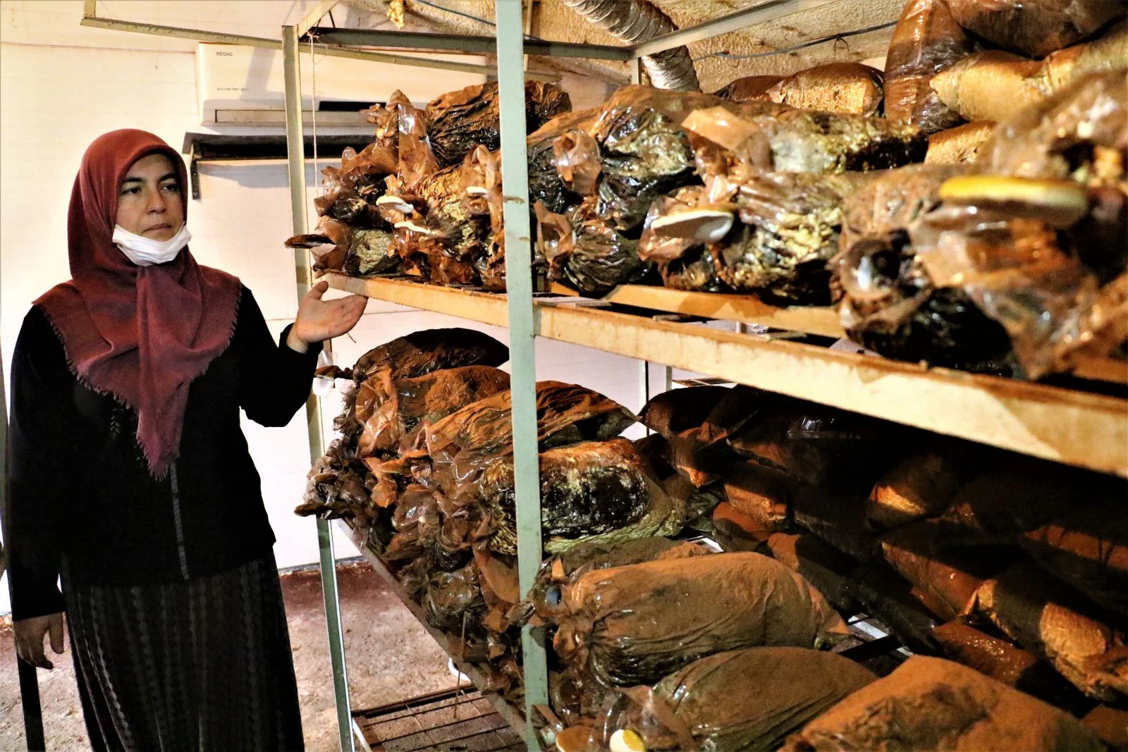 Bu mantar altından pahalı