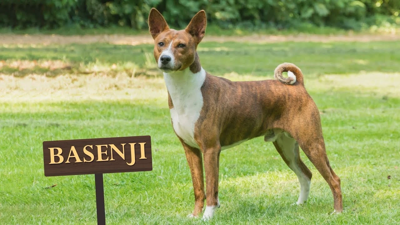 Süs köpeği cinsleri ve özellikleri: Süs köpekleri ile ilgili bilgiler