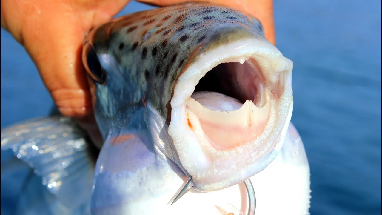 Balon Balığı (Kurbağa Balığı) Neden Zararlı? Balon Balığı Nasıl Zehirler? Balon Balığı Yenirse Ne Olur?