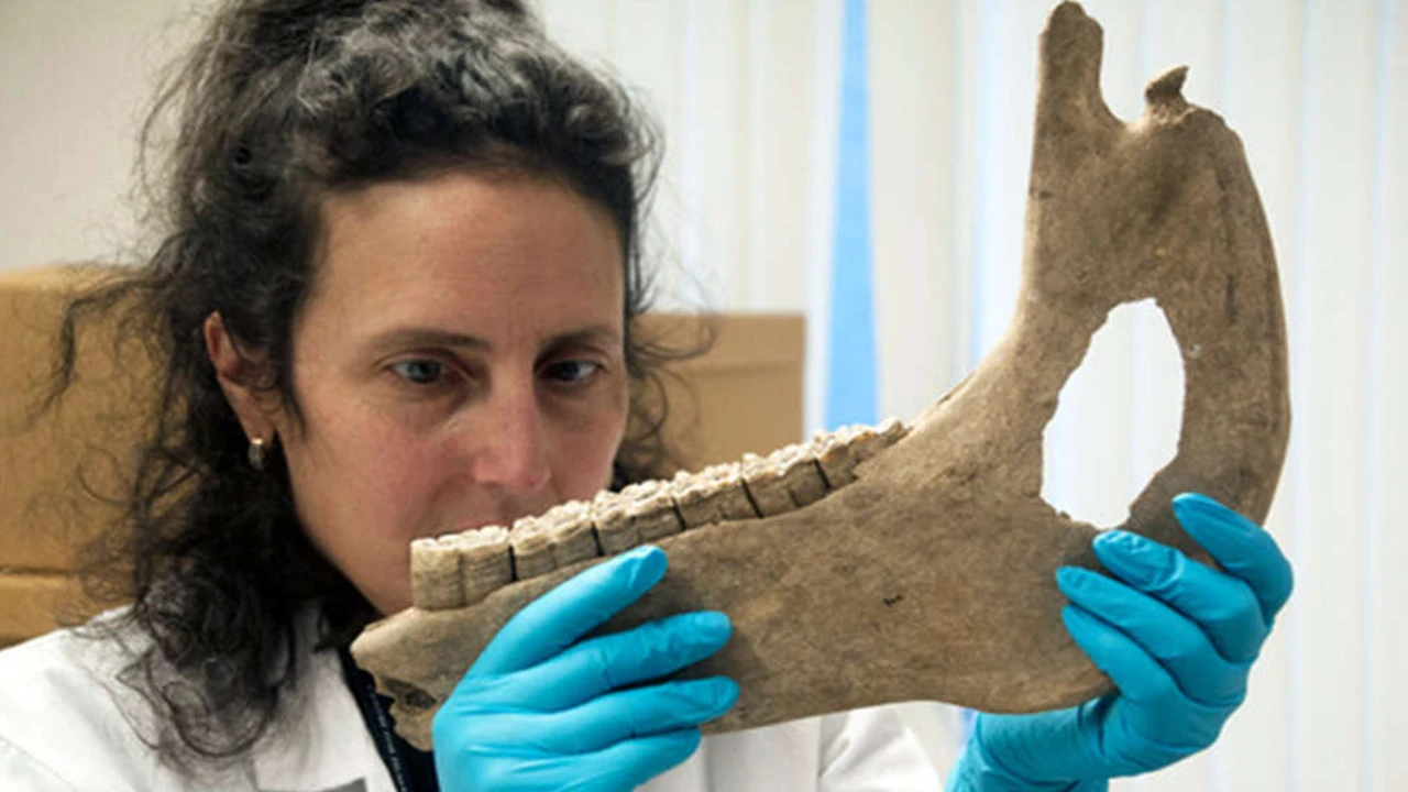 Dönem filmlerini değiştirecek keşif: Savaş atlarının midilli gibi olduğu ortaya çıktı