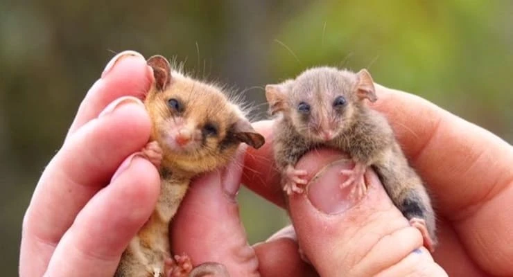 Keseli sıçan tacizine polis müdahalesi! Evden çıkar çıkmaz saldırıyor
