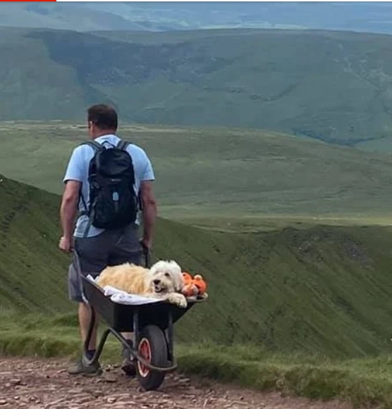 Ölmek üzere olan köpeği için yaptığı herkesi duygulandırdı