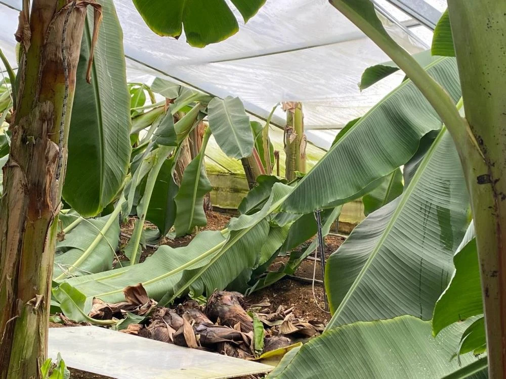 Antalya’da hortum paniği: Ortalık savaş alanına döndü