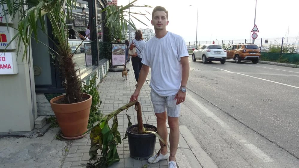 Bursa’da dikkat çeken kavga! Muz ağacı ile birbirine girdiler