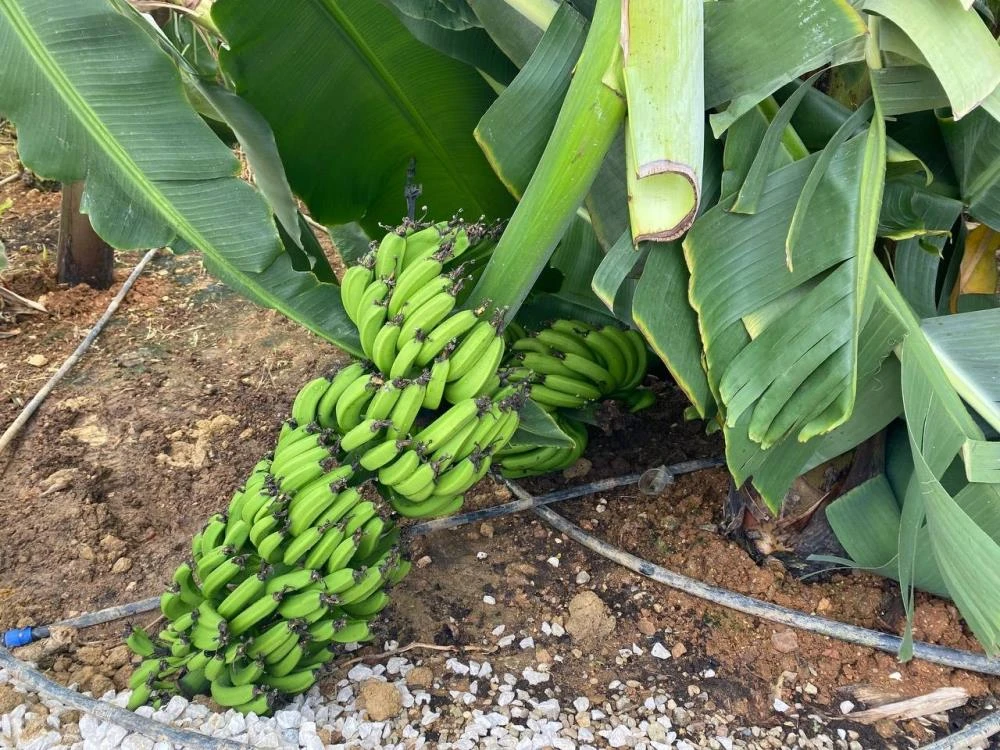 Antalya’da hortum paniği: Ortalık savaş alanına döndü